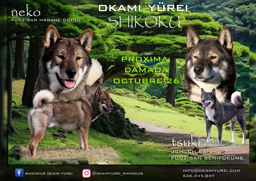 Shikokus okami yurei ; cachorros de shikokus
