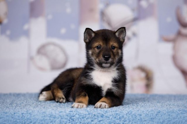 Shikokus okami yurei ; cachorros de shikokus;