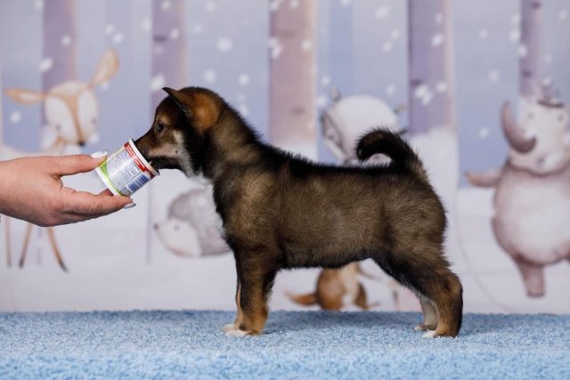 Shikokus okami yurei ; cachorros de shikokus;
