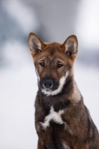 Shikokus okami yurei ; cachorros de shikokus;