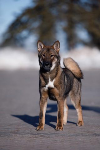 Shikokus okami yurei ; cachorros de shikokus;