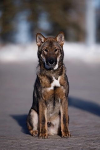 Shikokus okami yurei ; cachorros de shikokus;