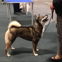 Shikokus okami yurei ; cachorros de shikokus;