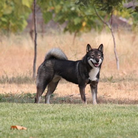 Shikokus okami yurei ; cachorros de shikokus;