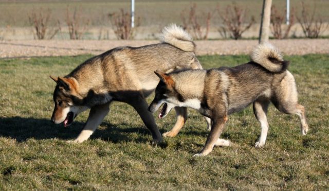 Shikokus okami yurei ; cachorros de shikokus;