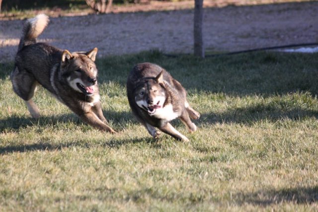 Shikokus okami yurei ; cachorros de shikokus;