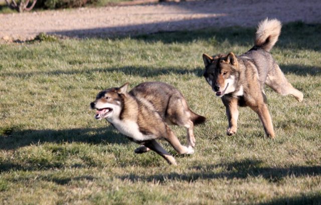 Shikokus okami yurei ; cachorros de shikokus;