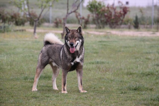 Shikokus okami yurei ; cachorros de shikokus;