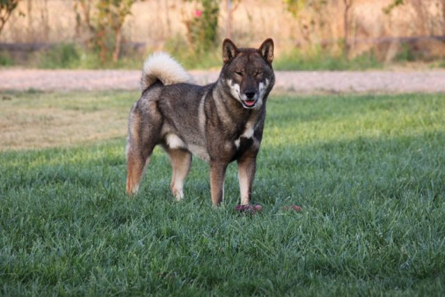 Shikokus okami yurei ; cachorros de shikokus;