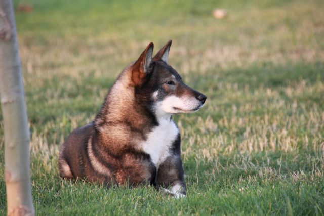 Shikokus okami yurei ; cachorros de shikokus;