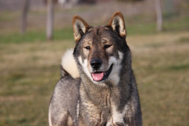 Shikokus okami yurei ; cachorros de shikokus;