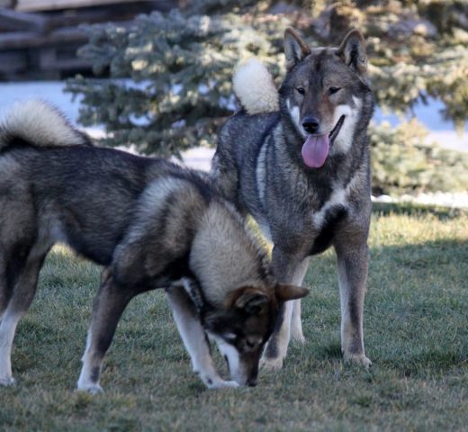 Shikokus okami yurei ; cachorros de shikokus;