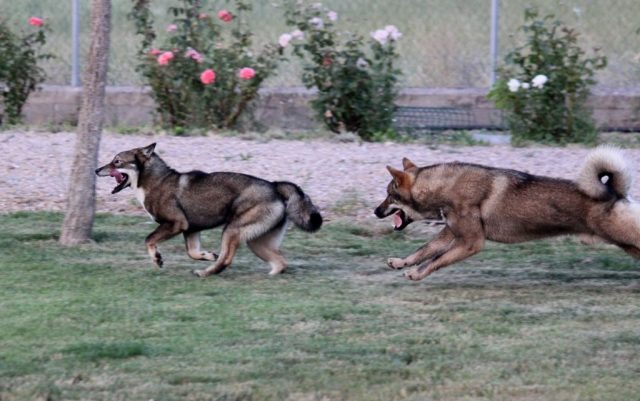 Shikokus okami yurei ; cachorros de shikokus;