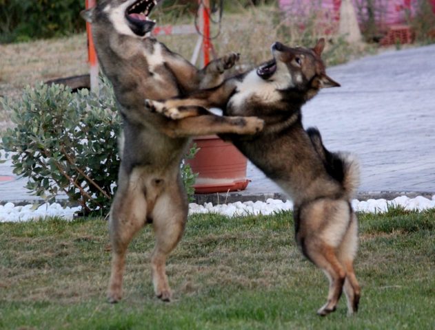 Shikokus okami yurei ; cachorros de shikokus;