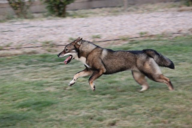 Shikokus okami yurei ; cachorros de shikokus;