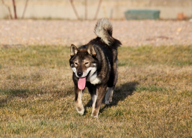 Shikokus okami yurei ; cachorros de shikokus;