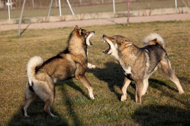 Shikokus okami yurei ; cachorros de shikokus;