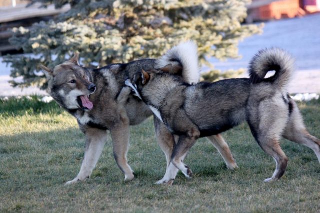 Shikokus okami yurei ; cachorros de shikokus;