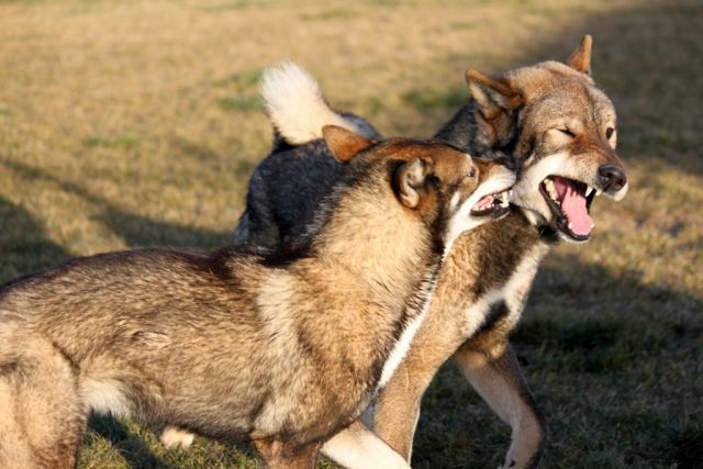 Shikokus okami yurei ; cachorros de shikokus;