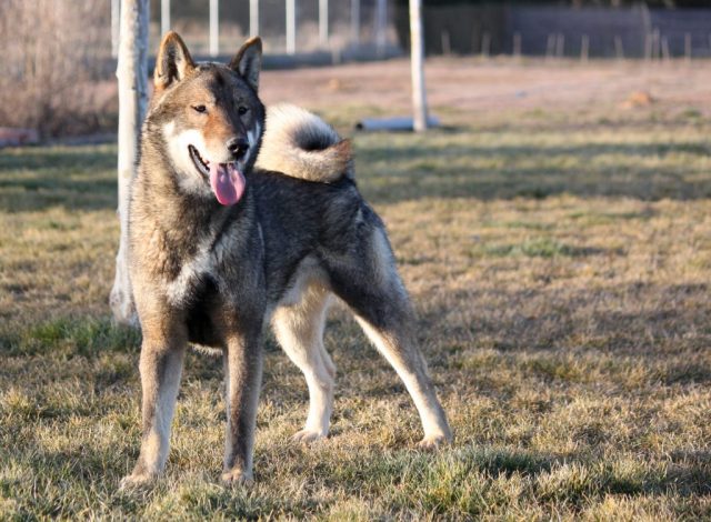 Shikokus okami yurei ; cachorros de shikokus;