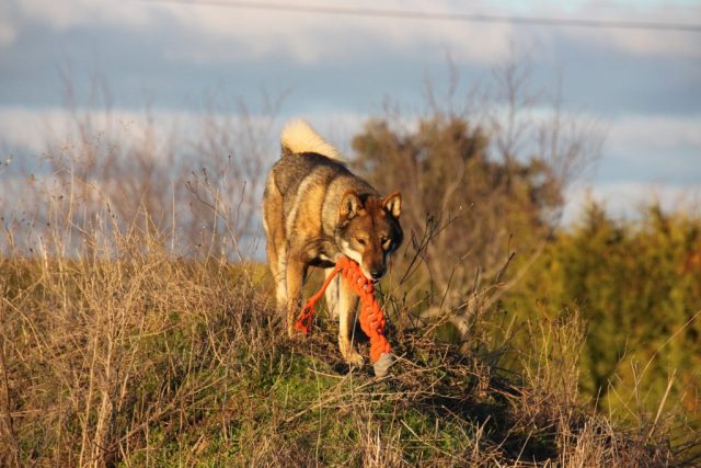 Shikokus okami yurei ; cachorros de shikokus;