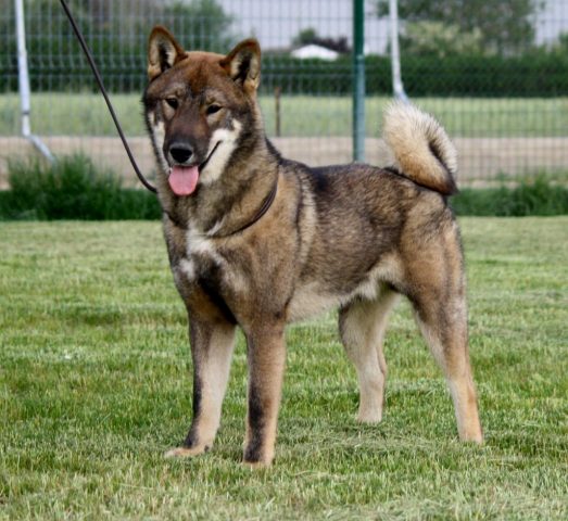 Shikokus okami yurei ; cachorros de shikokus;