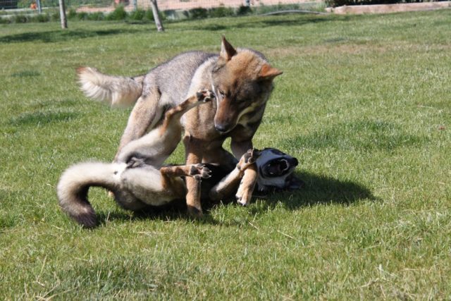 Shikokus okami yurei ; cachorros de shikokus;
