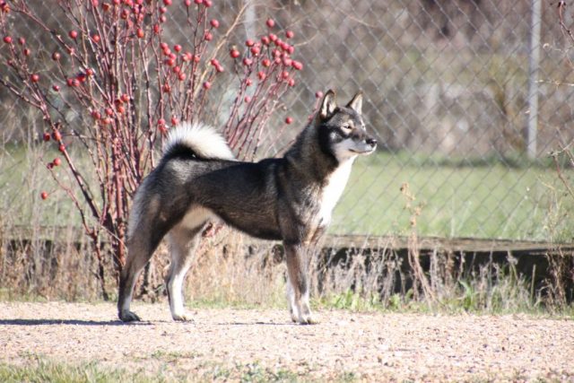 Shikokus okami yurei ; cachorros de shikokus;