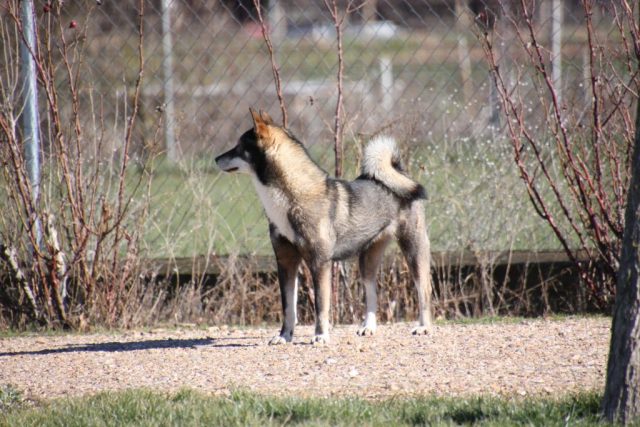 Shikokus okami yurei ; cachorros de shikokus;