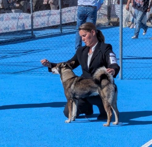 Shikokus okami yurei ; cachorros de shikokus;