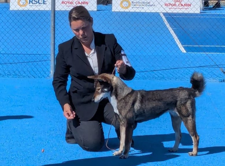 shikokus okami yurei; cachorros de shikokus