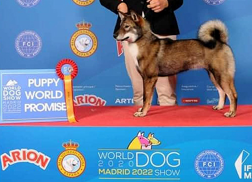 shikokus okami yurei; cachorros de shikokus