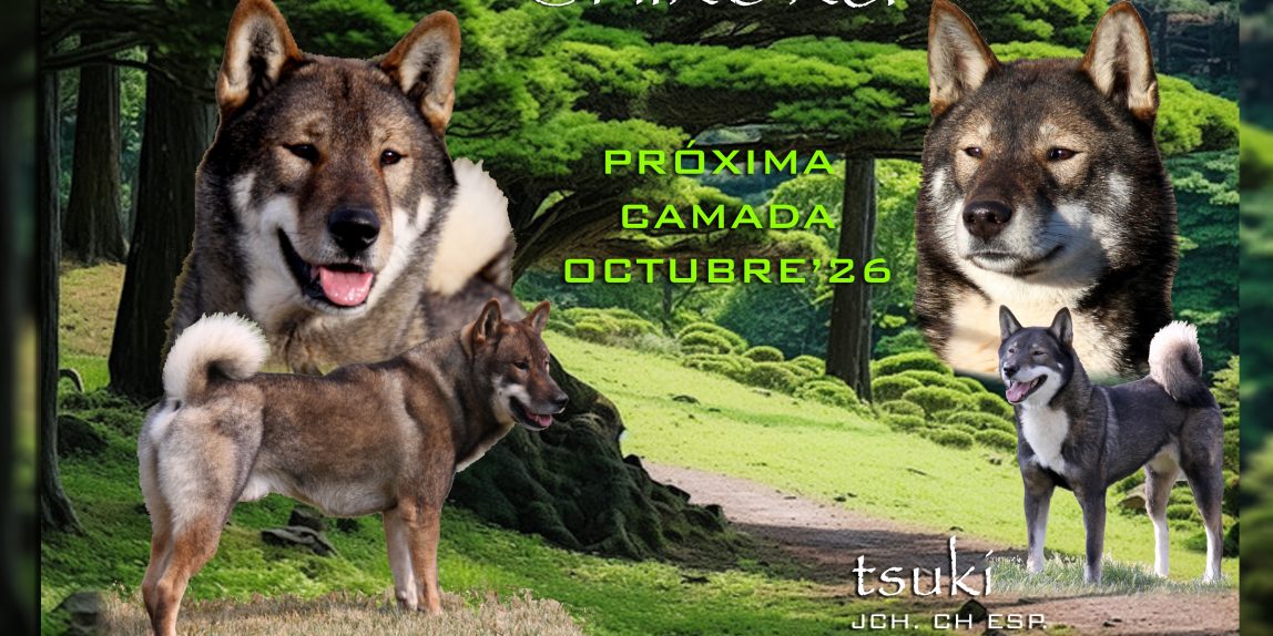 camada shikokus; cachorros de shikoku; shikokus okami yurei
