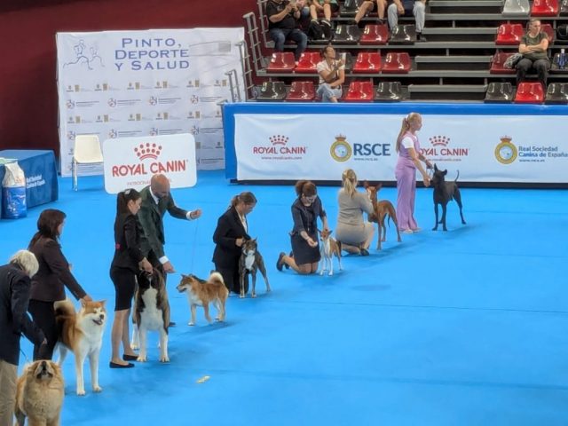 Shikokus okami yurei ; cachorros de shikokus;