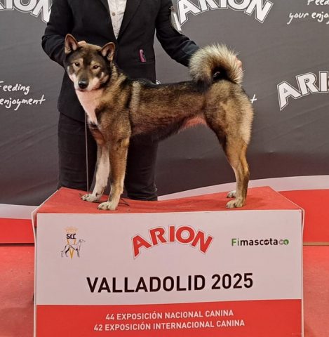 Shikokus okami yurei ; cachorros de shikokus;